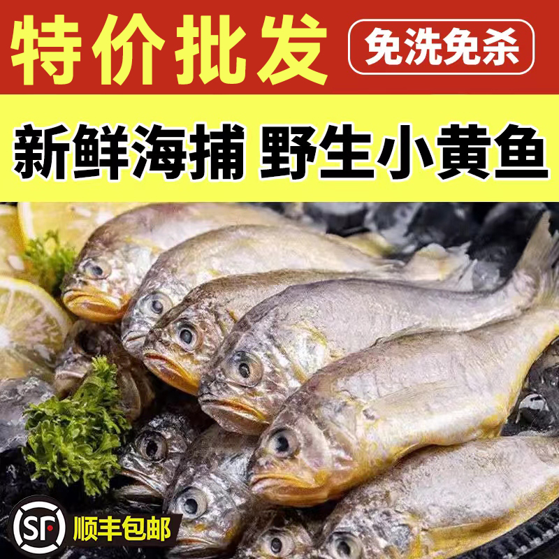 东海舟山野生黄鱼6包【现杀去鳃去内脏】新鲜捕捞一斤7-9条杀好4斤2