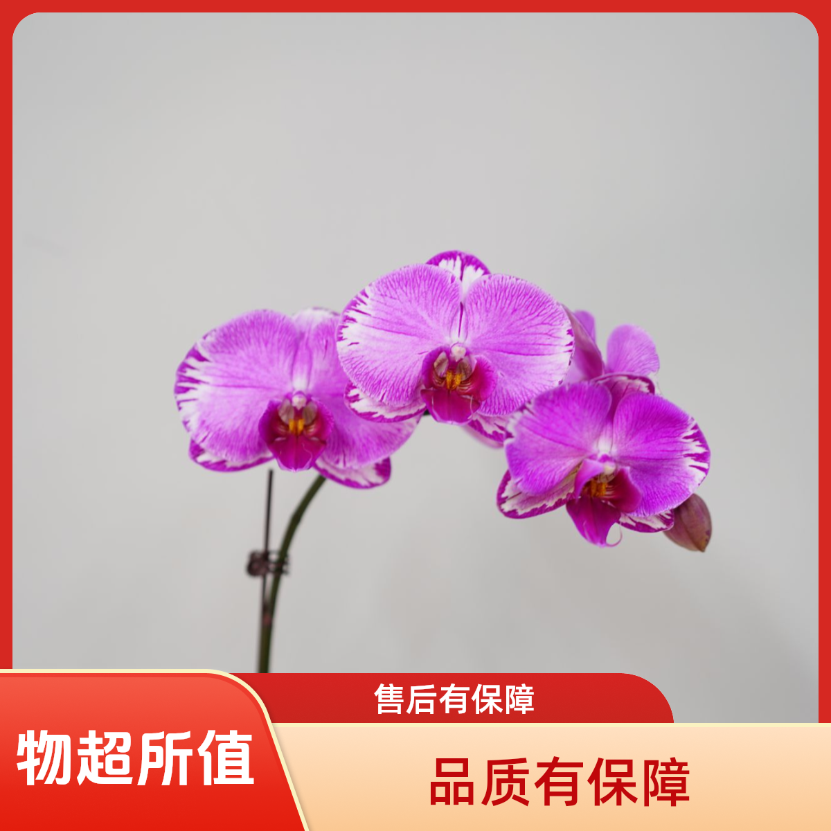 朝暮里蝴蝶兰（雷神）3.5寸带花带花苞开花珠发货