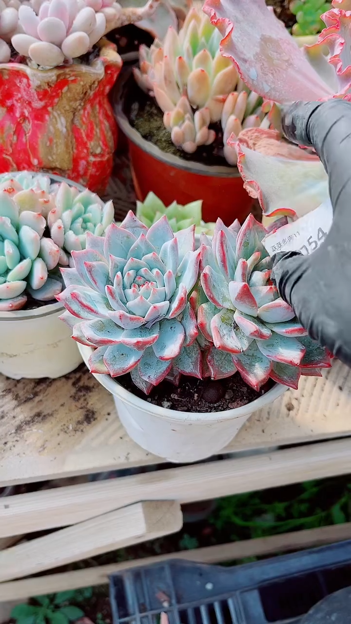 小*光月跃跃多肉植物12054