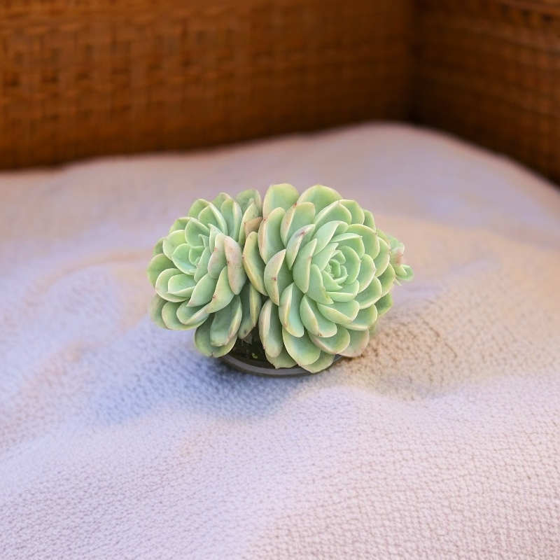 哈密瓜多肉植物阳台露台栽种养护必备