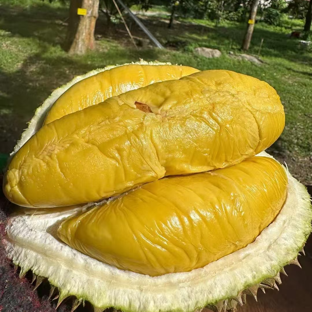 (一人份)马来西亚D197猫山王/D200黑刺榴莲鲜果