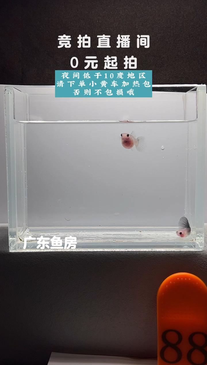 孔雀鱼带胎超透玻璃短体一对编号88