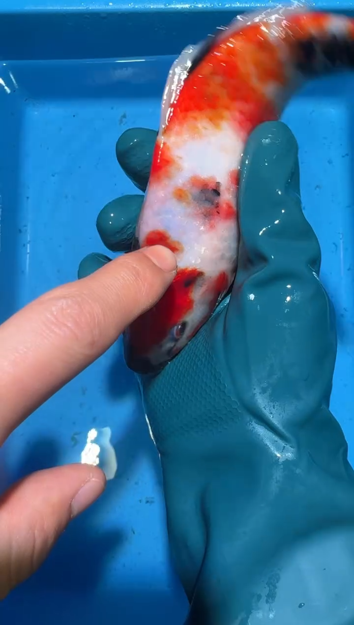 锦鲤点关注右下角竞拍链接出价