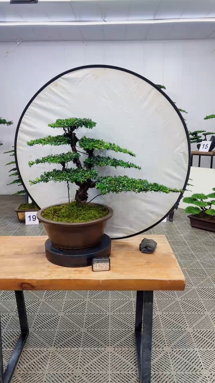 无花朵造型盆景一物一拍