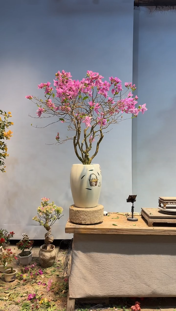 以实际为准E*A三角梅88