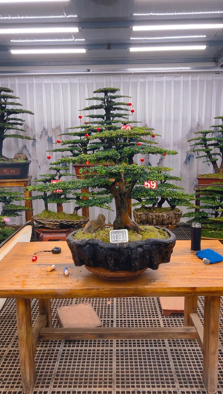 【闪购商品】紫砂精品盆景直播间一物一拍