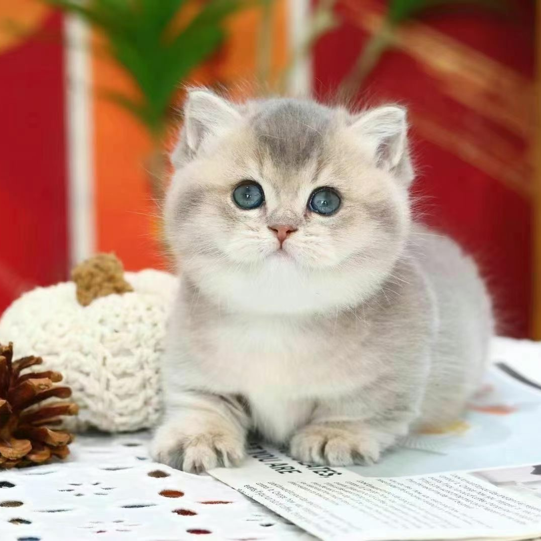 强子家猫猫（选猫链接，下单后等待几分钟）