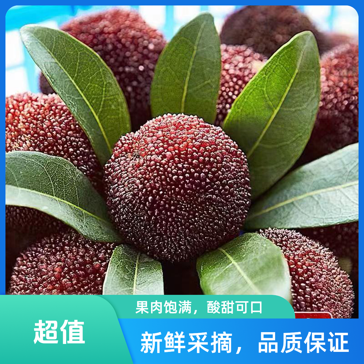 【仙居精品荸荠黑炭杨梅】顺丰冷链空运 现采现摘现发 蓝装 颗粒装 单果7-15g不等 老人小孩孕妈妈皆宜 浙江省