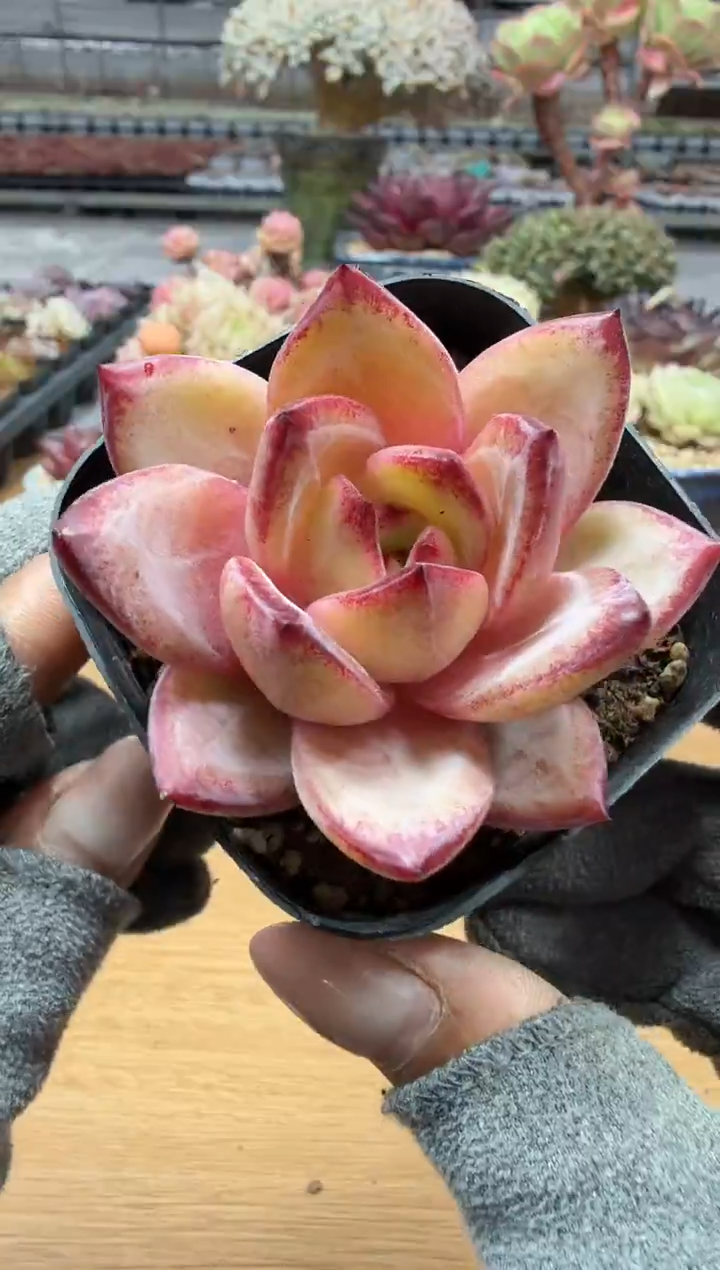 东云多肉园二店-245