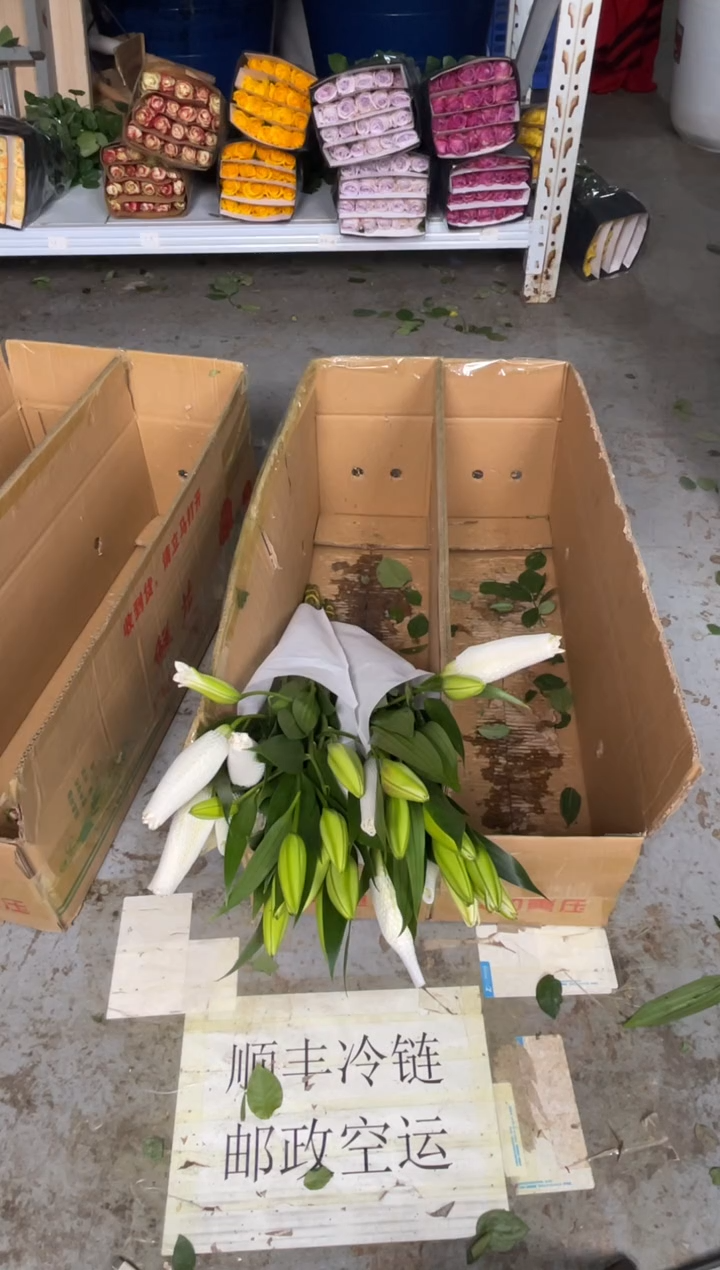 白色重瓣百合10枝 共30朵