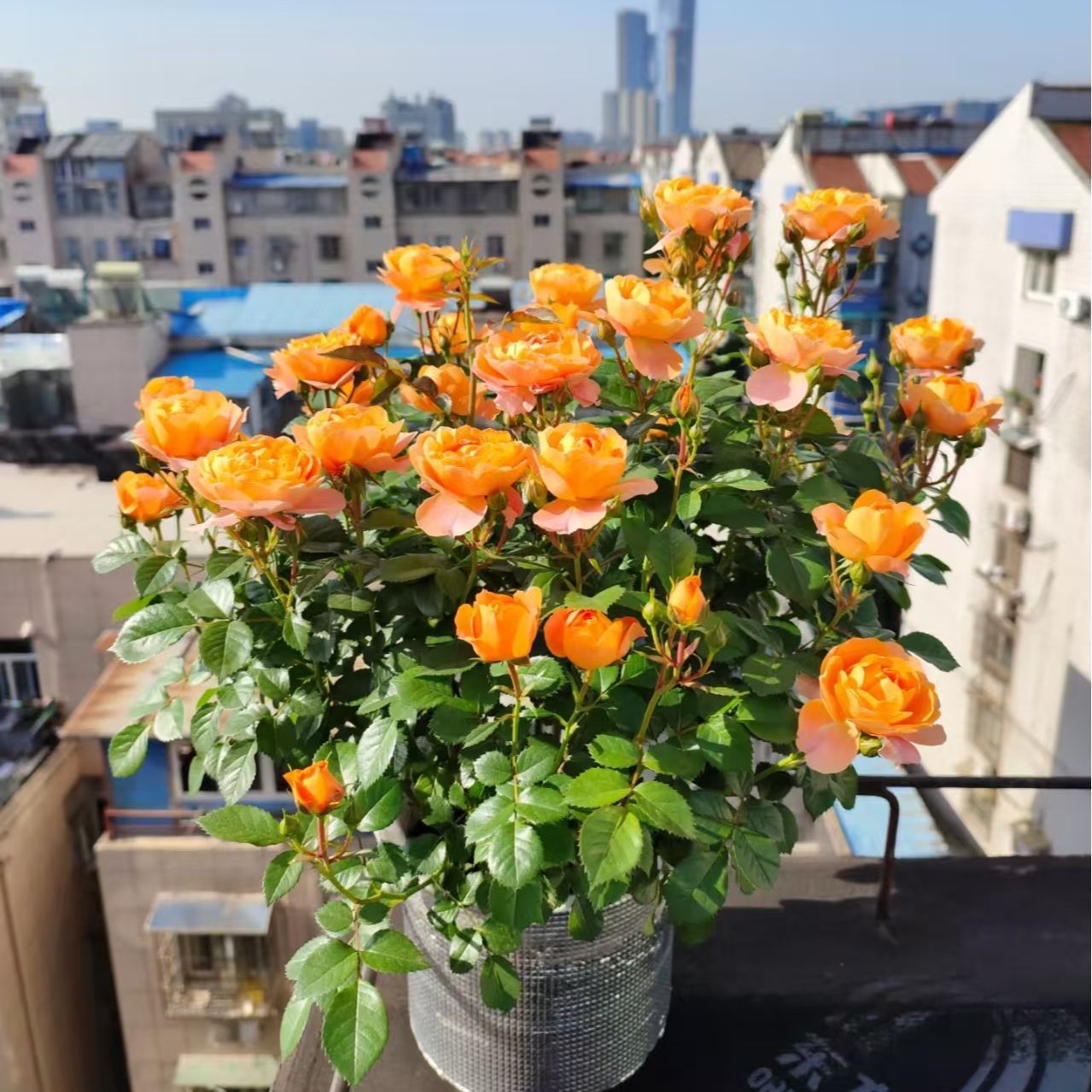 【果汁阳台+仙度瑞拉】月季盆栽庭院阳台花卉绿植四季开花装饰植物