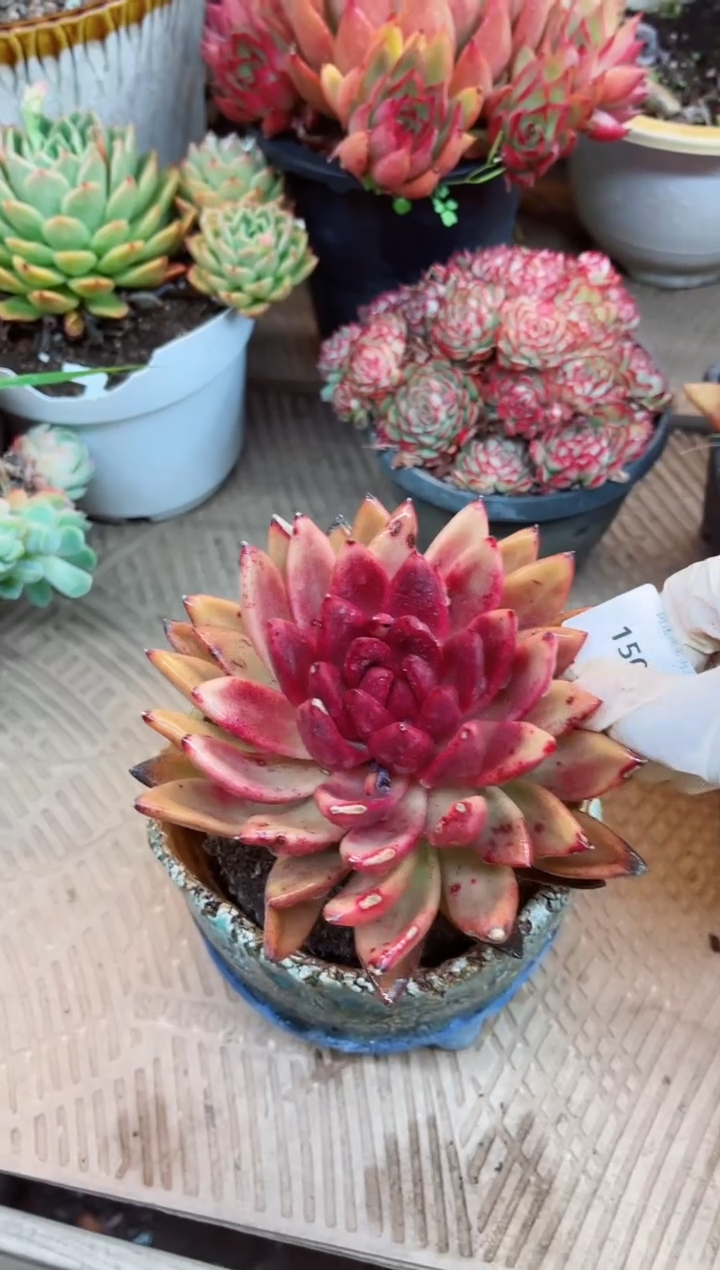 【闪购商品】15026