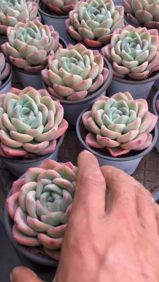 【闪购商品】精控多肉5颗9.9米