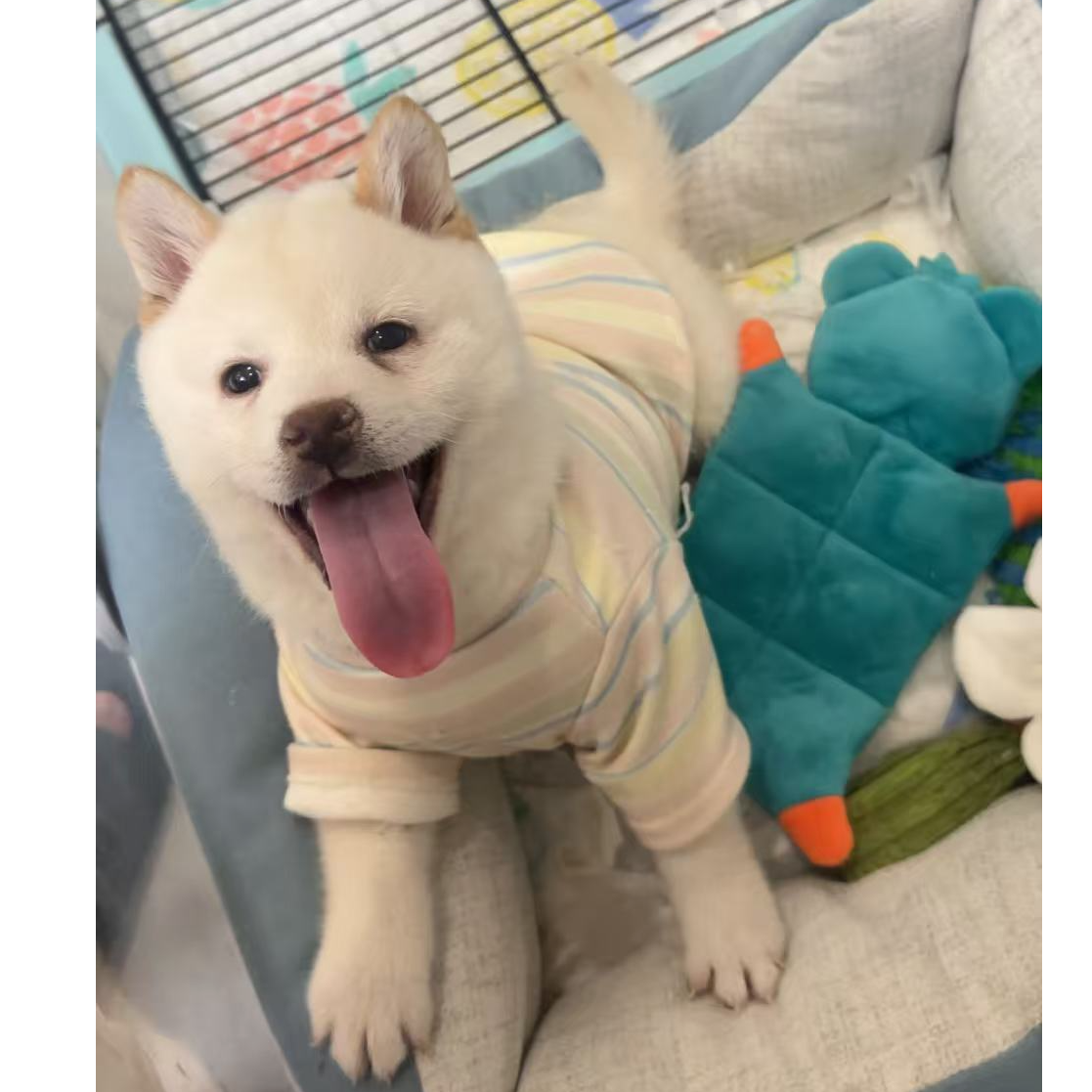 纯种柴犬 幼犬包子脸金钱尾 双针疫苗 + 驱虫 正规繁育 30天保障