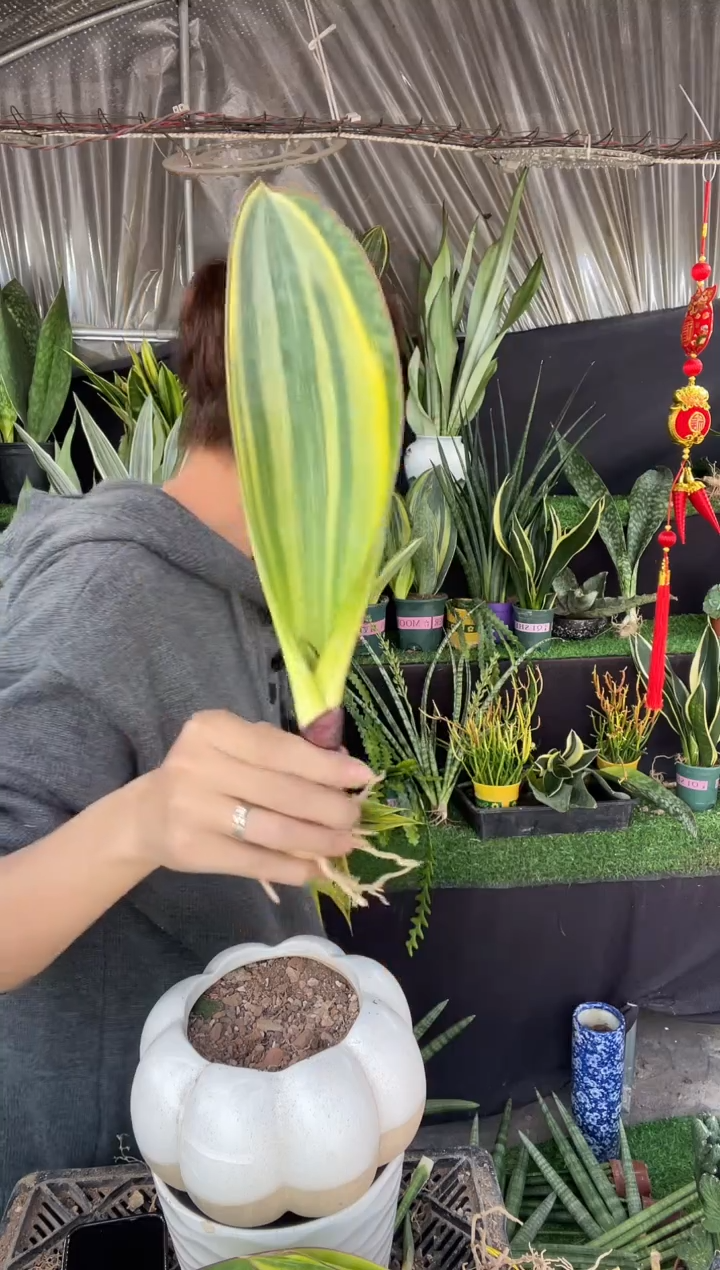 【闪购商品】25cm单叶黄金丝宝镜15.8裸根