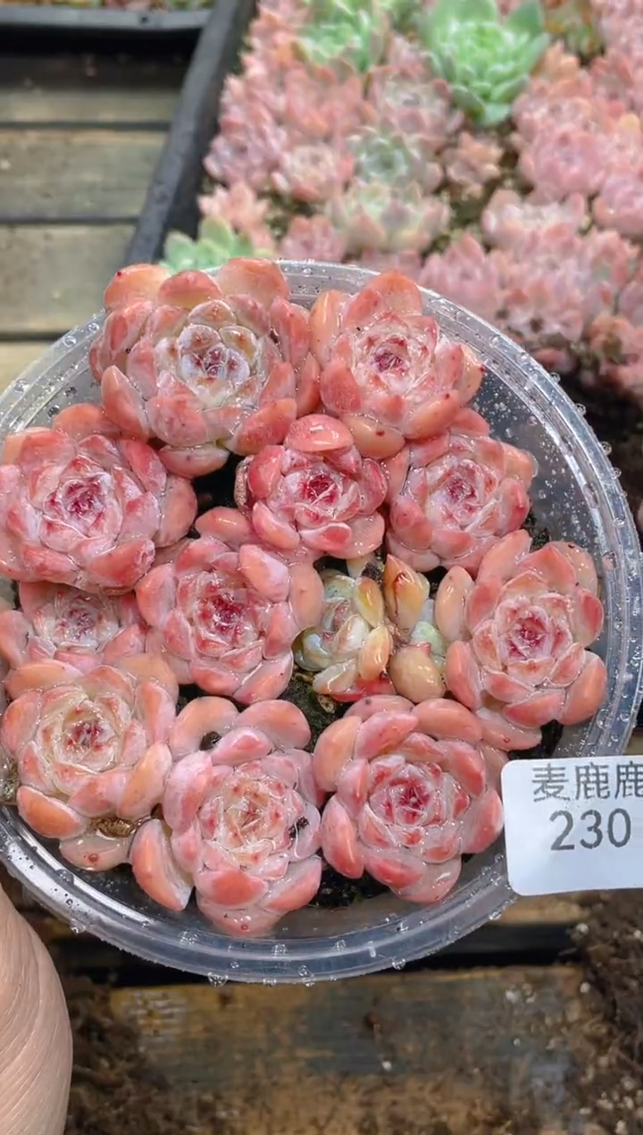 230白桃汽水优     量拍