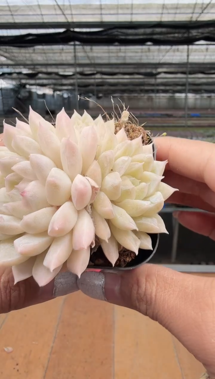 东云多肉园新款-210