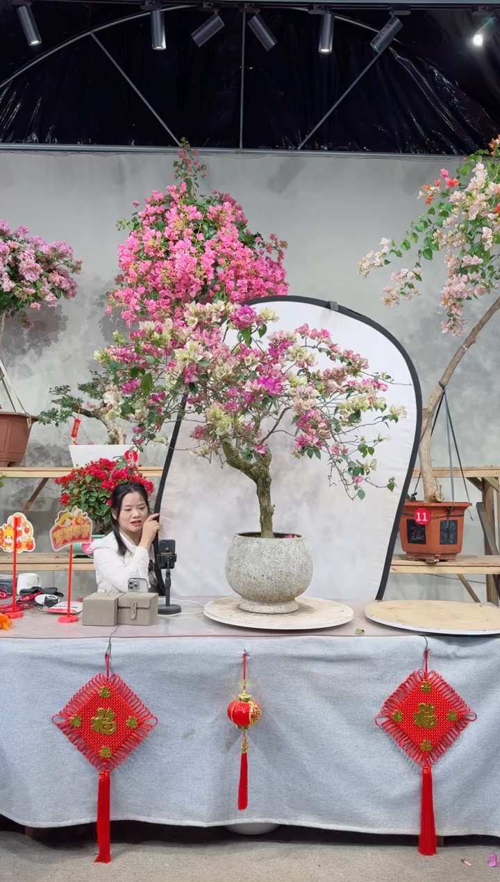 【闪购商品】盆景皇帝