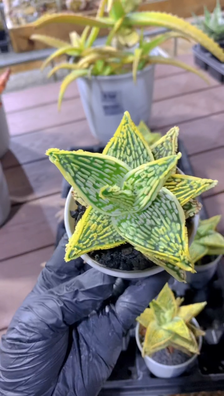 【闪购商品】园艺芦荟FB-1662