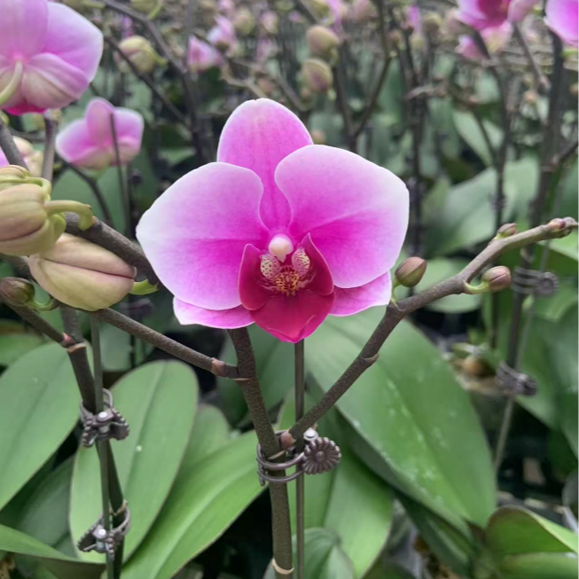 （悦顺优品） 41030 蝴蝶兰 第三名（绝代双骄）开放度低 多花苞