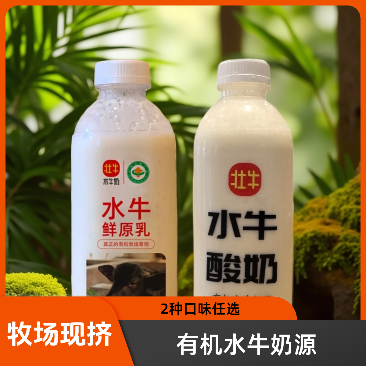 【明日送达】广西壮牛水牛奶鲜原乳/水牛酸奶720ml早餐必备营养奶营养饮品