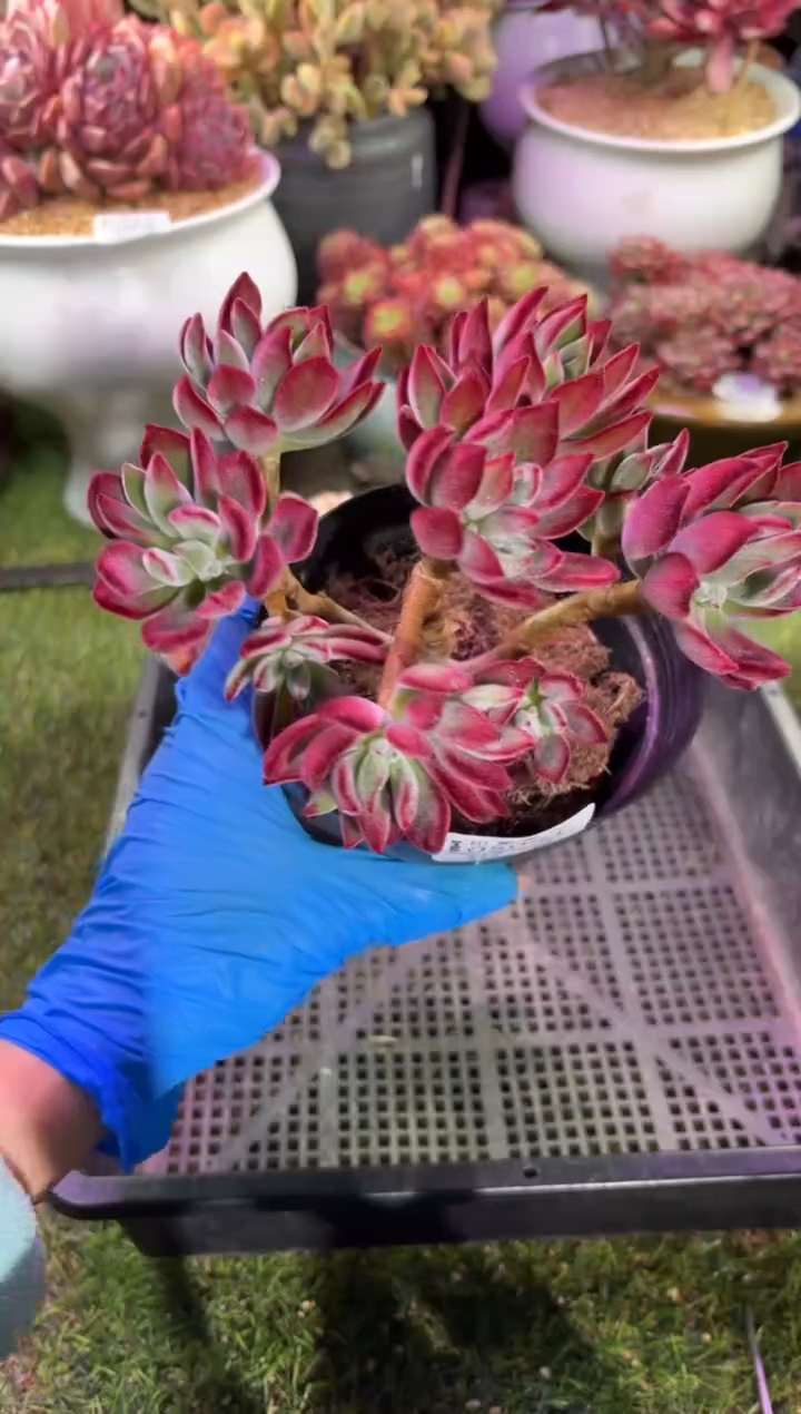 【闪购商品】05041