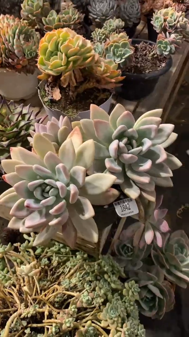 【闪购商品】1842奥普