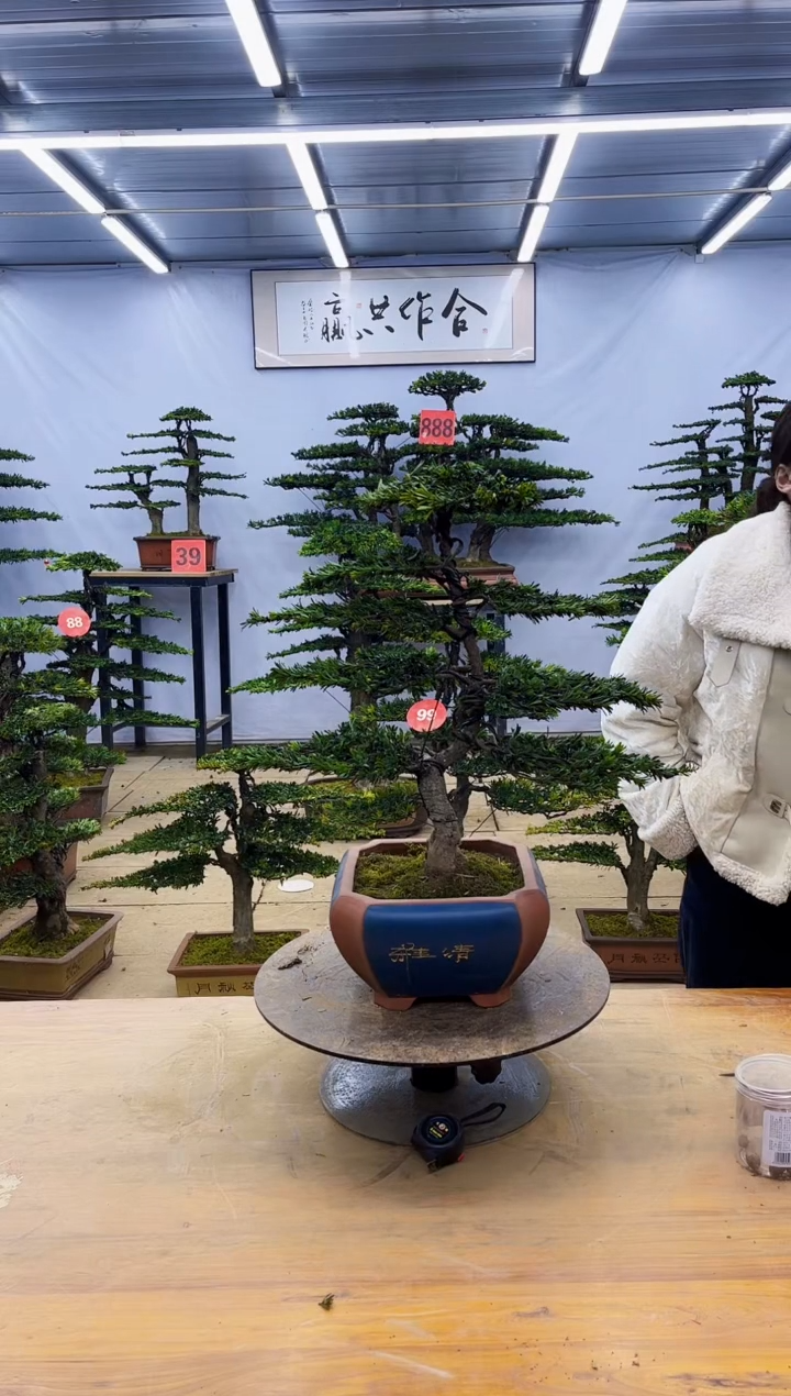 【闪购商品】高端盆景一物一拍，所见即所得