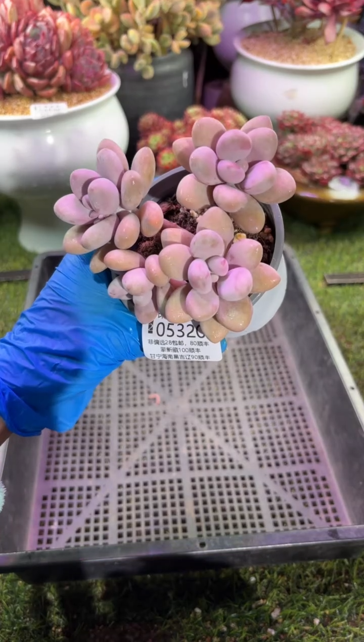 【闪购商品】05320