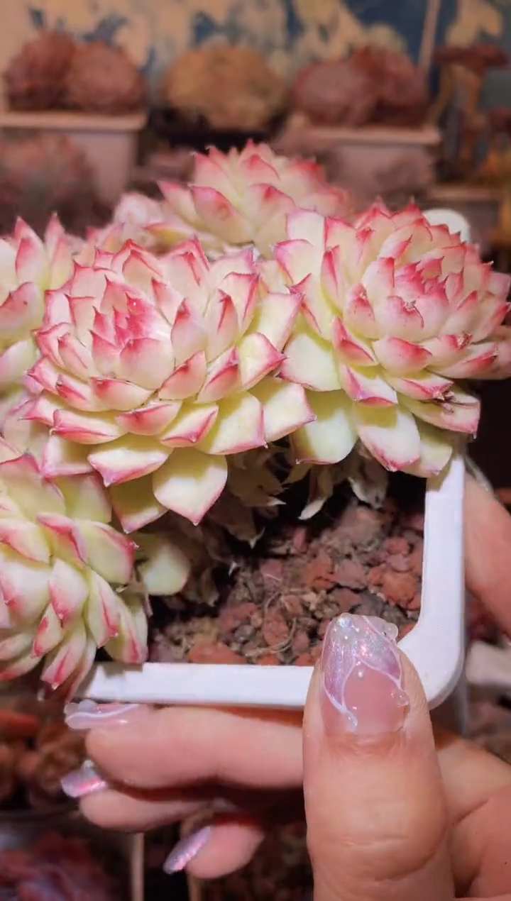 【闪购商品】132黄衣少女