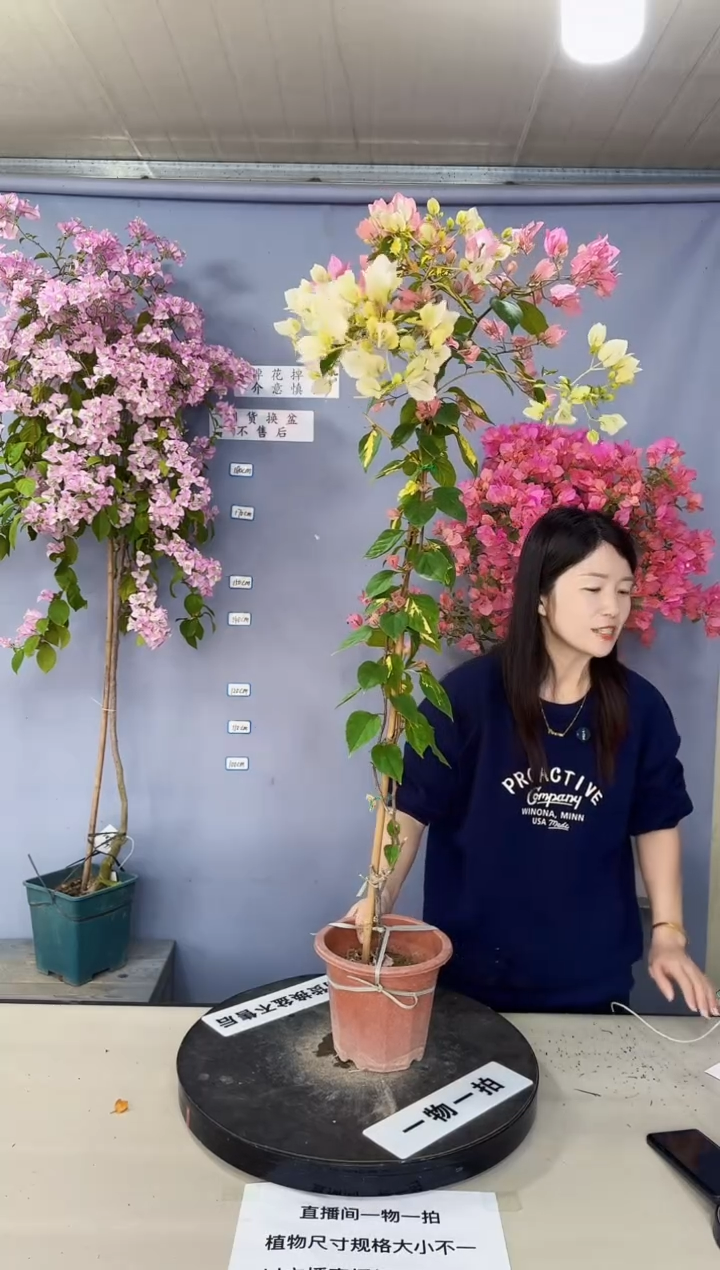 完全开放金心橙白