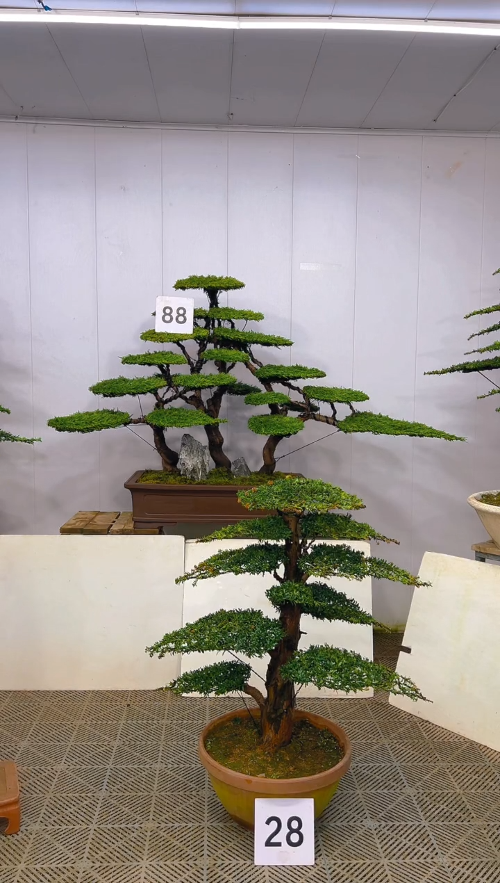 无花朵一物一拍一物一拍