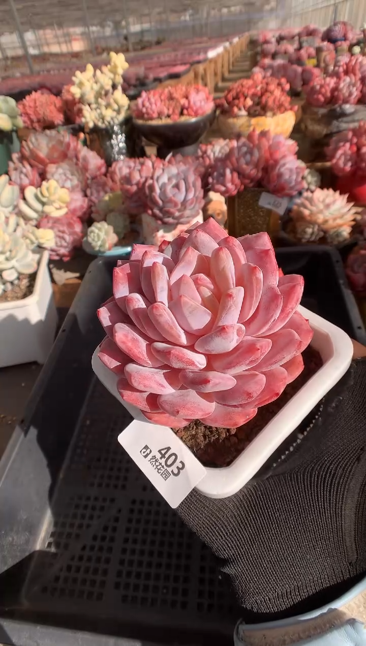 403韩橙多肉植物一物一拍