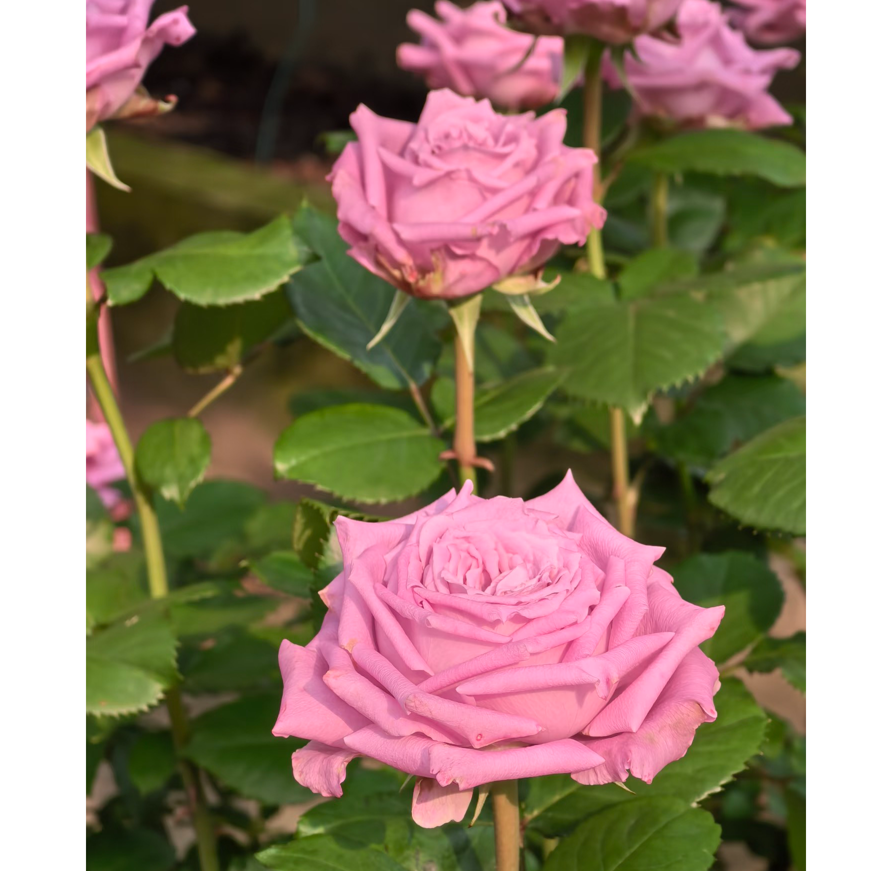 奈斯园艺 玛丽蒂姆/碧海 2加仑根接 切花月季树阳台盆栽玫瑰花苗