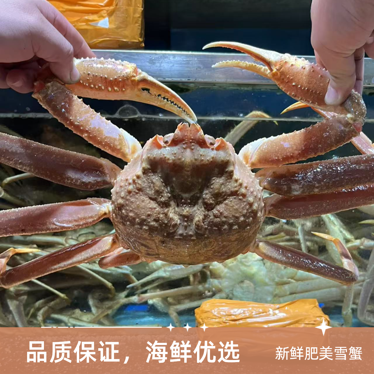 【包鲜不包活】鲜活生猛海鲜之松叶蟹（残蟹）-顺丰包邮