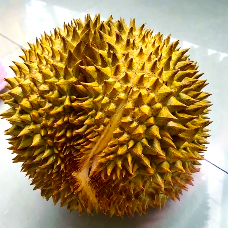 2号泰国树熟金枕榴莲新鲜榴莲核小小时达一果一重金枕泰国