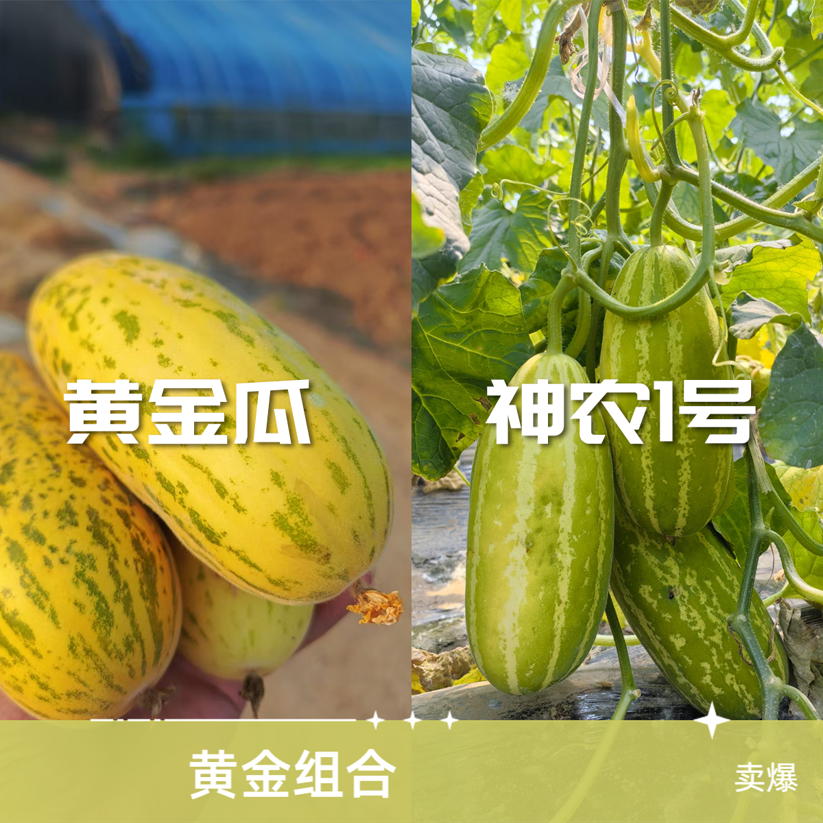 北京北郎中甄选 | 黄金组合（黄金瓜＋神农一号香瓜） 各一斤新鲜北京市