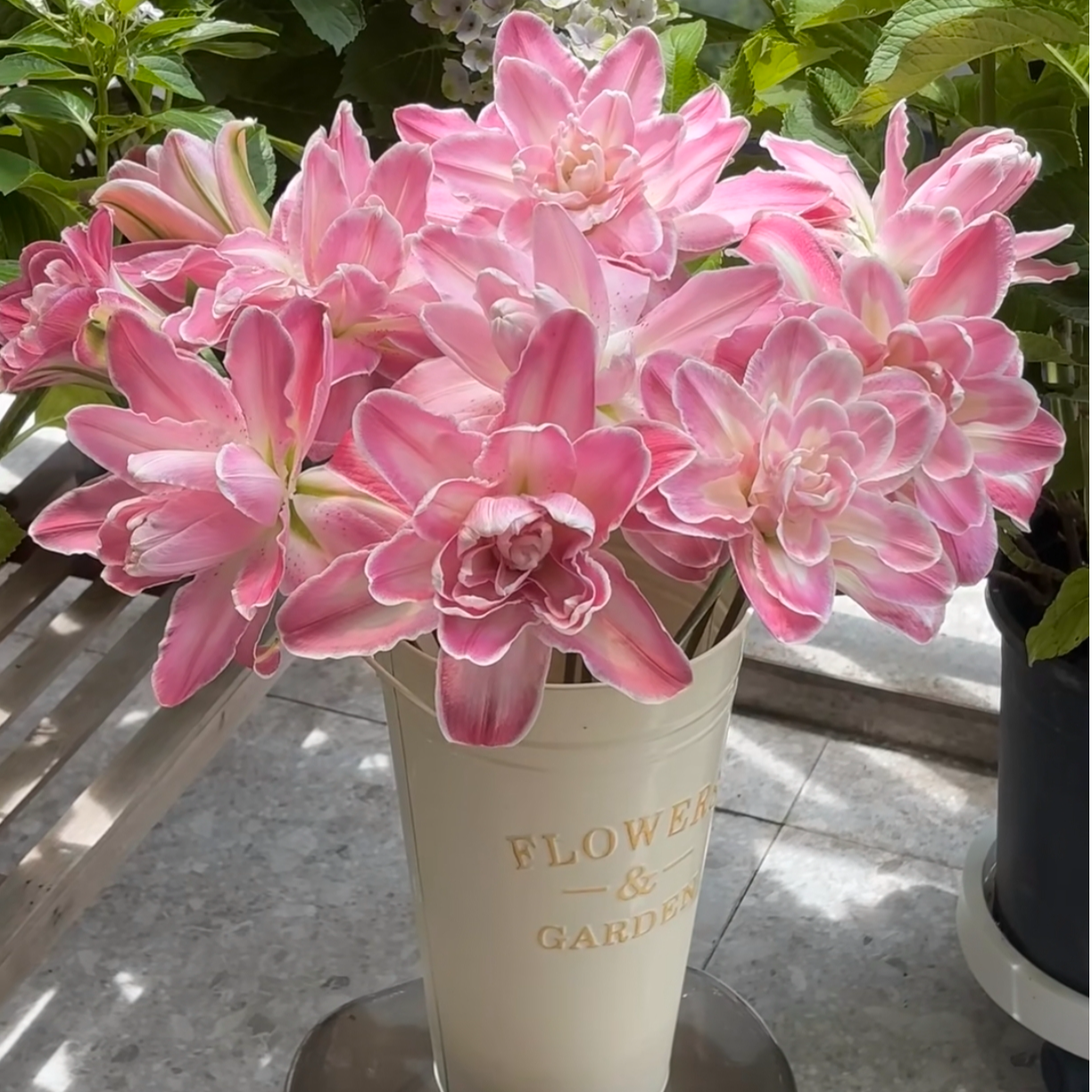 AA级莲花仙子粉色重瓣香水百合云南基地直发水养鲜花顺丰冷链包邮