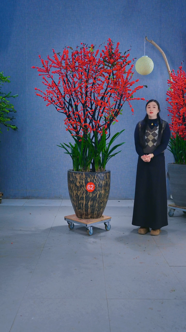 无花朵罗***一62号盆链接