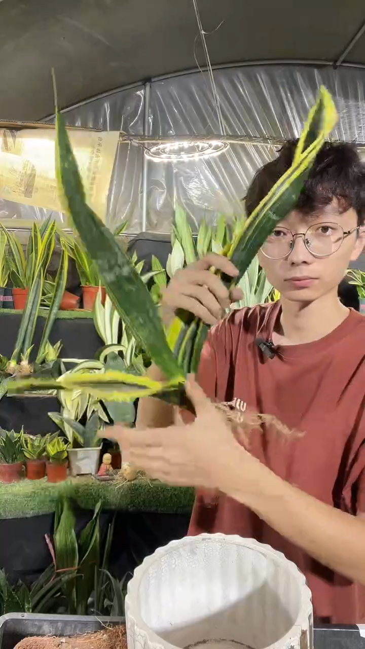 青龙绝一物一拍128