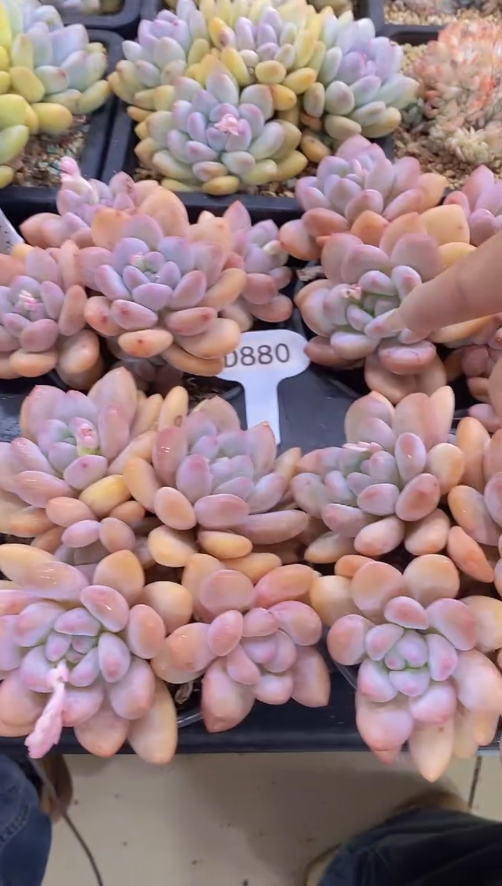 【闪购商品】D880-4头奶油香水脱土发（量拍）