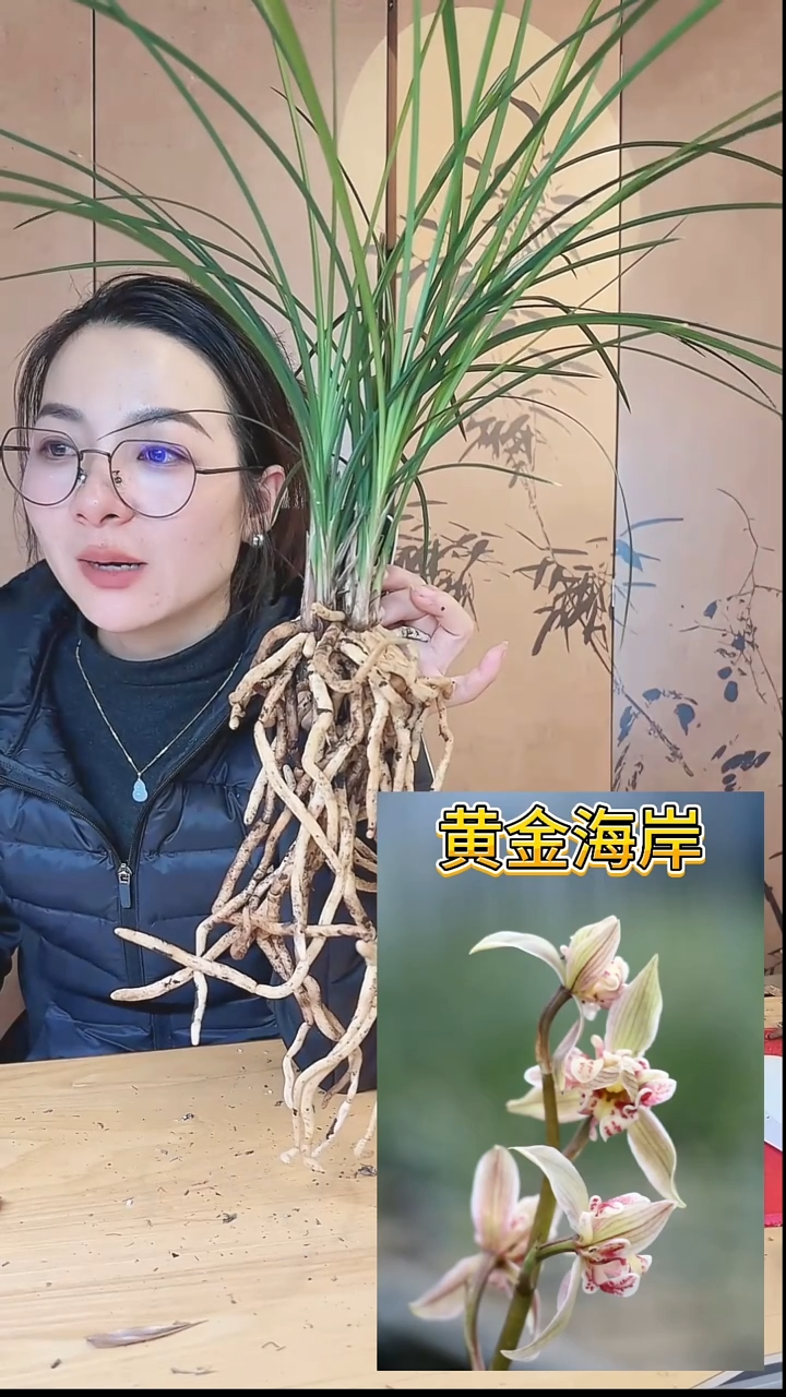 当前无花栽培后可以开花：黄金海岸
