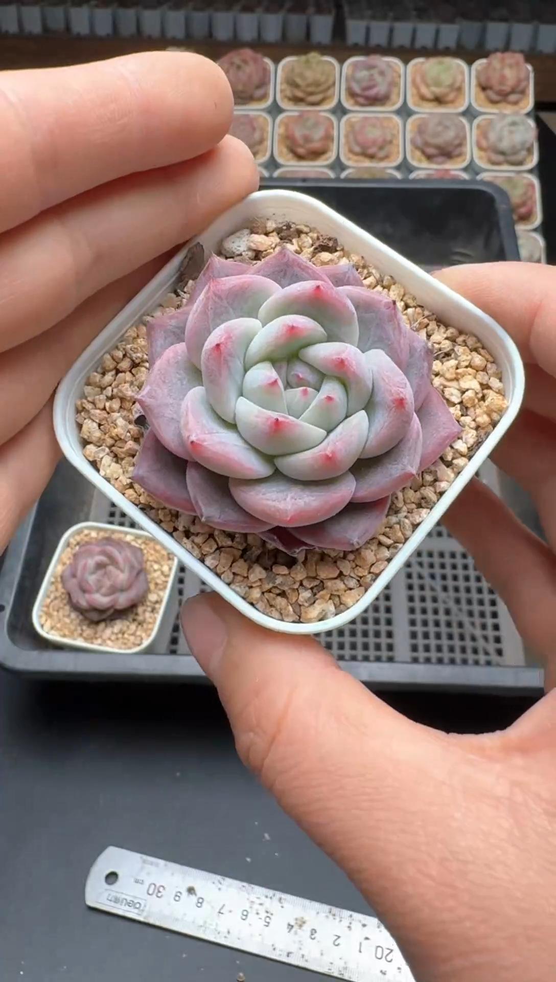 【闪购商品】553E号一物一拍多肉花卉植物3颗起发