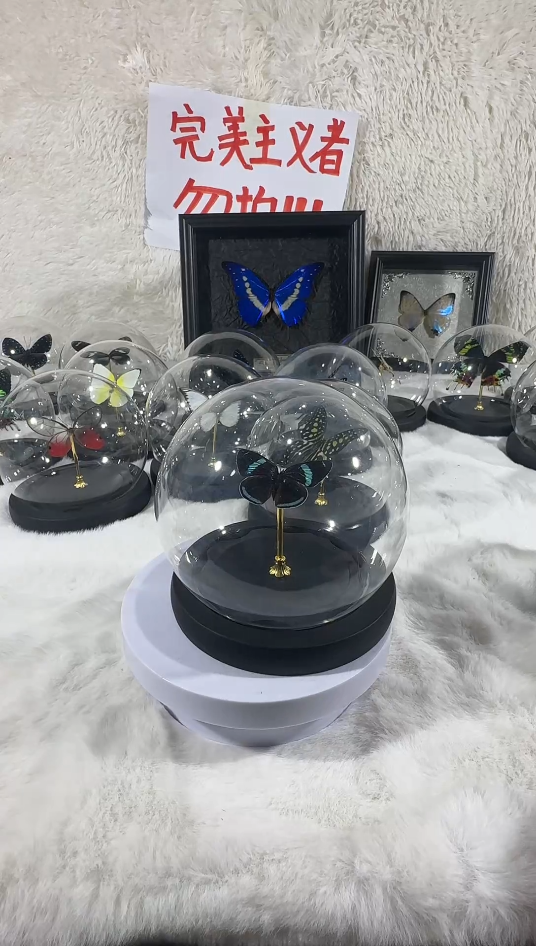 木98特色蝴蝶标本  水晶球  