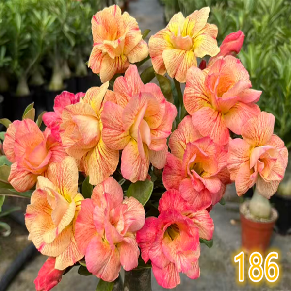 腾泓沙漠玫瑰 186金芙蓉 台湾精品重瓣沙漠玫瑰大花变色款新品