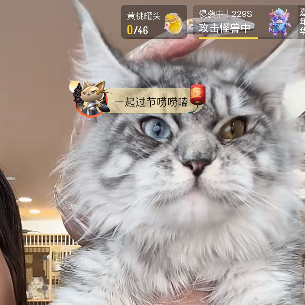 来了姊妹-银虎斑异瞳缅因猫-妹妹-84