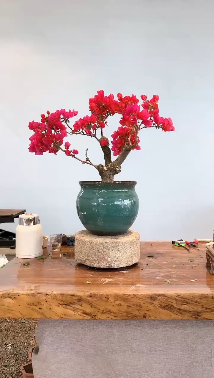 【闪购商品】AA937