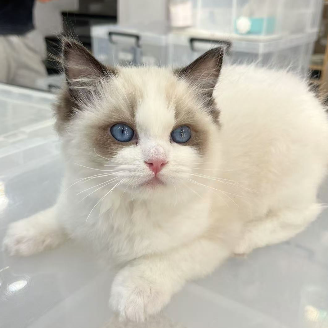 来了姊妹-海双布偶猫 妹妹 26