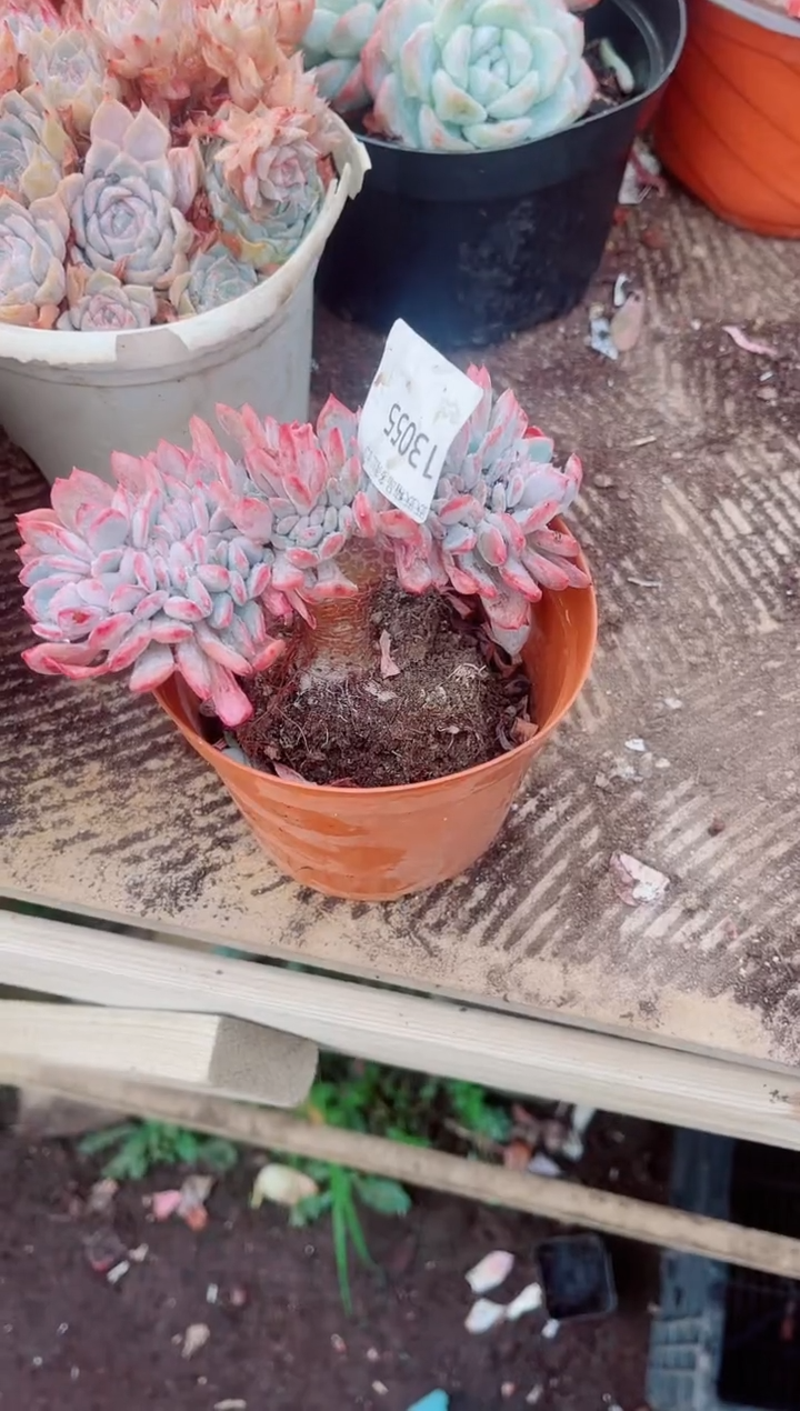 ^****^跃跃精品多肉13055