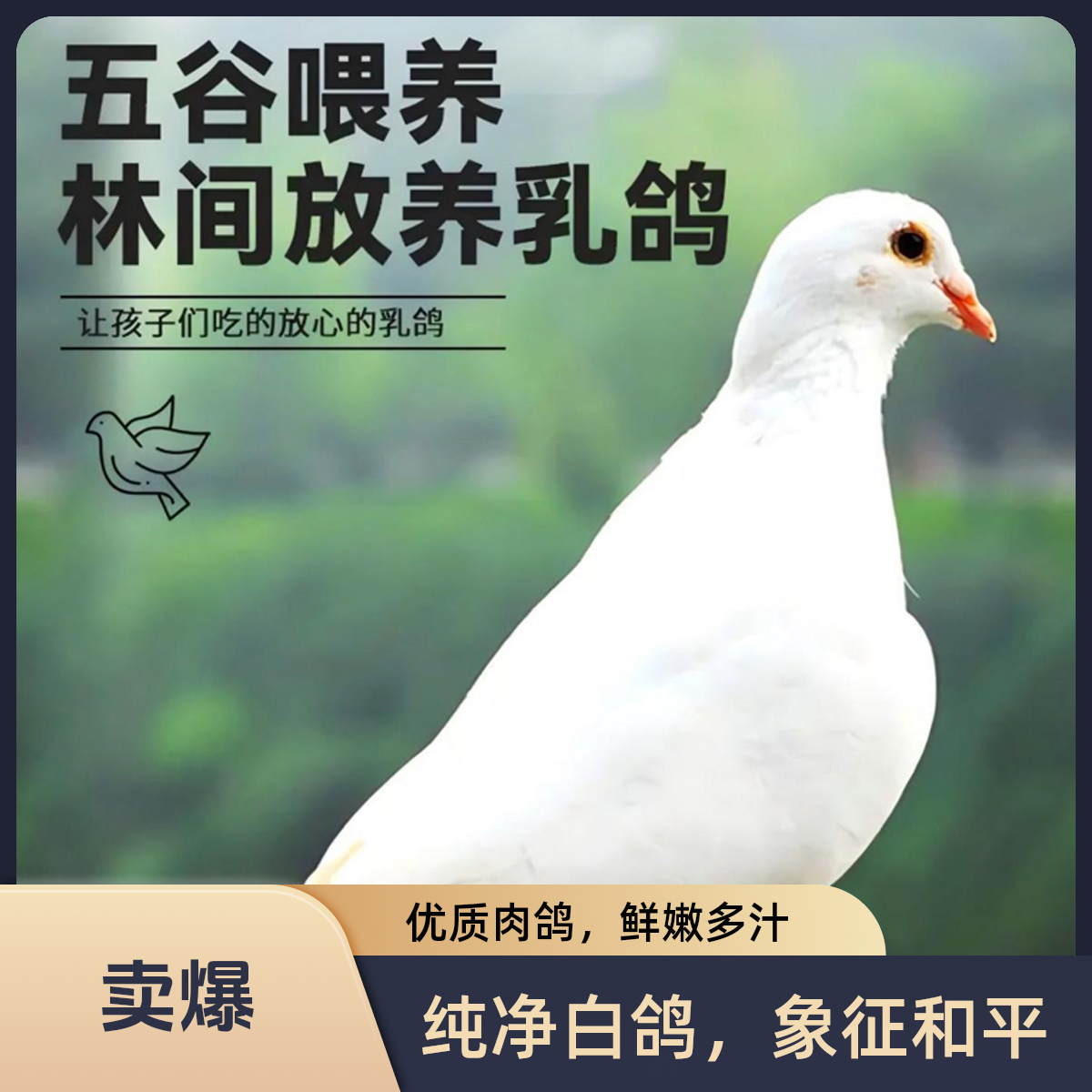 农家散养新鲜土鸽乳鸽生鲜鸽肉孕妇炖汤营养滋补鲜美